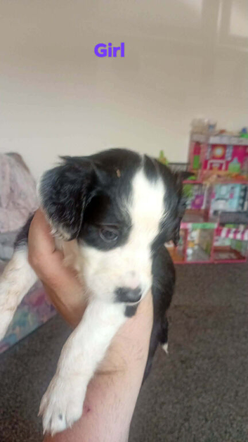 Beautiful Litter of 6 Cocker Spaniel x Sprollie Puppies &ndash; Raised with Family Love