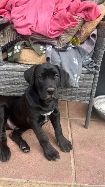 1 boy cane corso puppie.