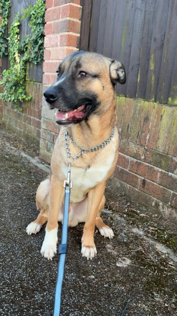Male dog
