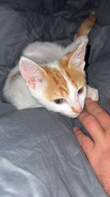 Kittens