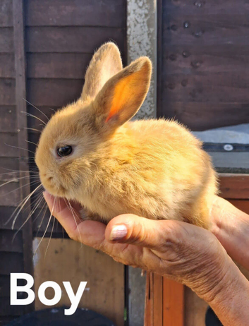 Adorable Dwarf Lop babies.