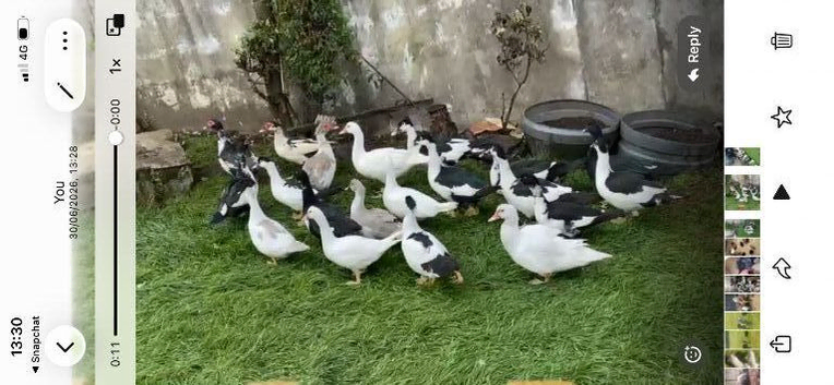 Muscovy ducks