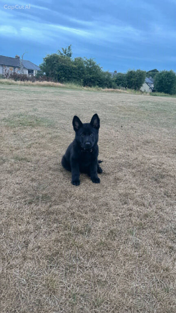 Puppy for sale