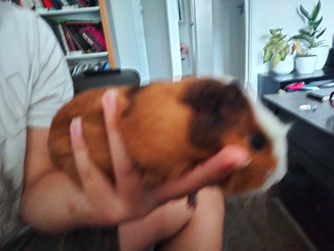 Adorable male baby guinea pigs available
