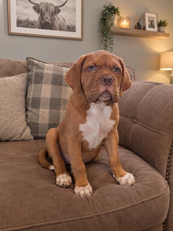 Dogue de Bordeaux boy