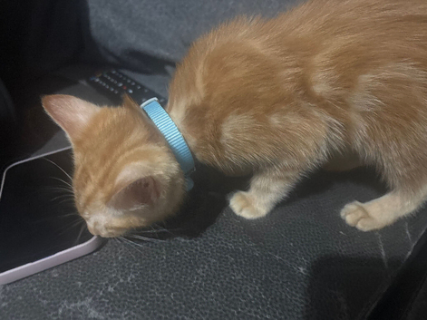 Selling kitten