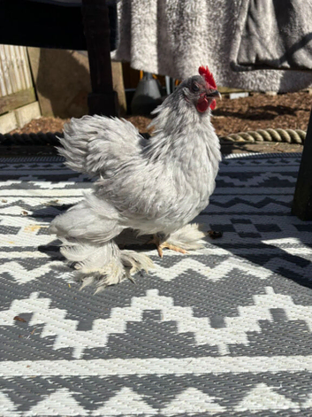 9week old lavender Pekin rooster