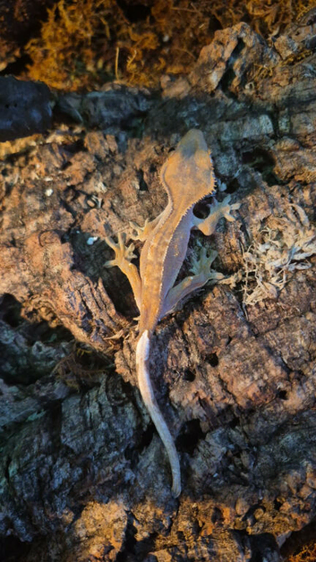 Young crested gecko