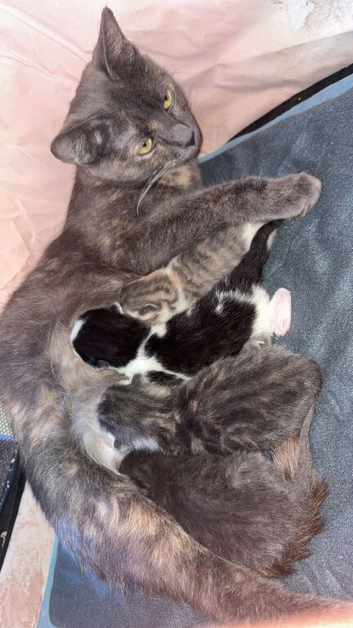 Kitten