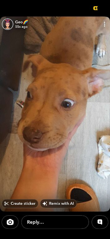 American bulldog x mix breed bully