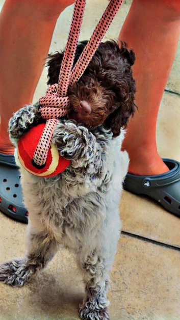 1 male cockapoo