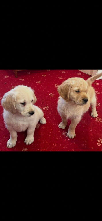 Golden retriever puppies