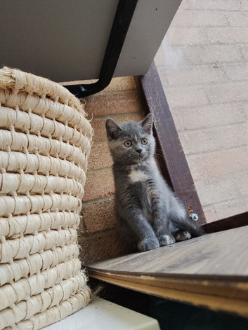 Kittens ready for their new home