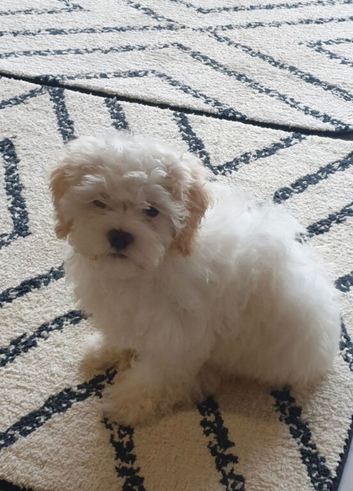Yorkshire one year-old boy and Yorkshire terrier cross little girl