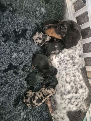 Beautiful litter of minature dachshound puppies