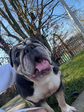 Female British bulldog