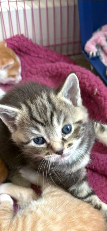 Tabby kitten