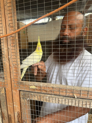 Tamed lutino cockatiel
