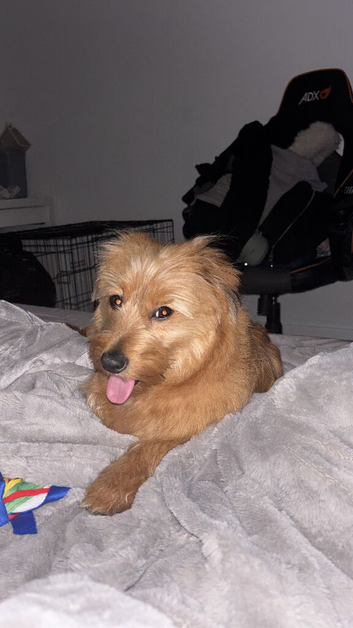 Yorkiepoo x Pomerania