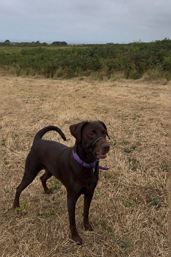 Doberman cross Labrador