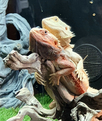 Citrus bearded dragon babies het translucent