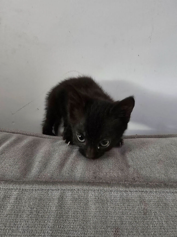 Beautiful kittens looking for forever home