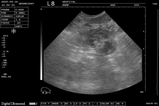 Mobile Ultrasound and Microchipping service