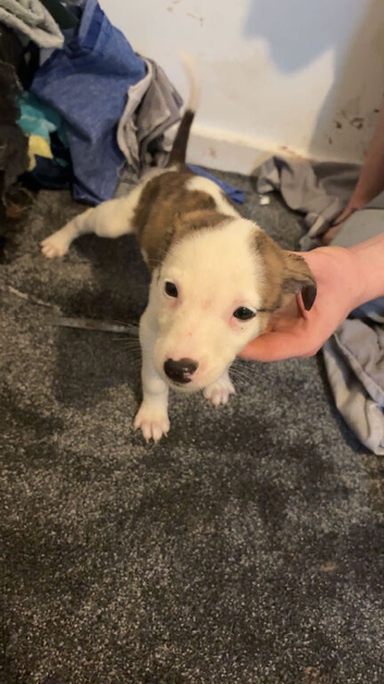 Lurches puppies for sale