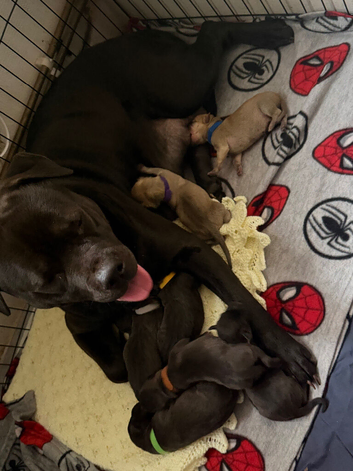 8 beautiful staff/lab cross puppies