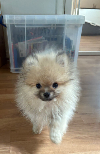 Beautiful Small Pomeranian