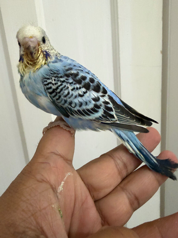 Tamed Budgree