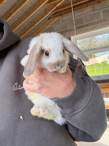Mini lop/mini lion lop baby rabbits
