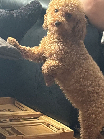 Cavapoochon
