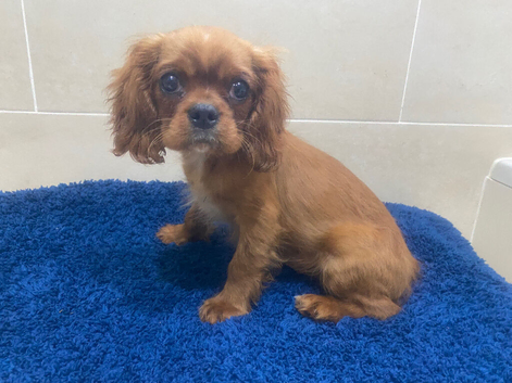 Cavalier King Charles spaniel
