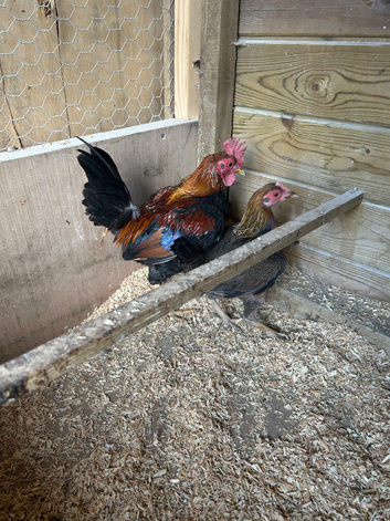 Miniature game birds