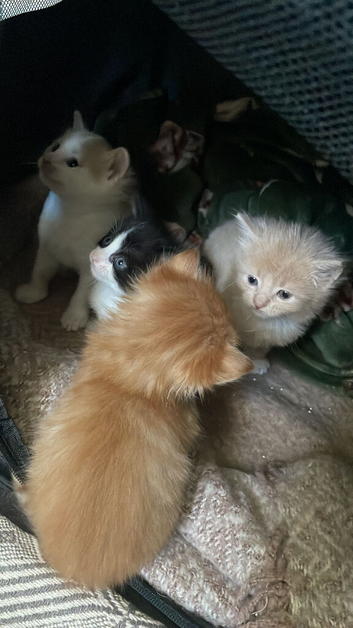 4 multicolour kittens ready Halloween