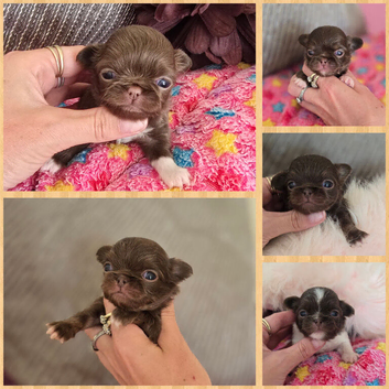 Gorgeous quality chocolate chihuahua longcoats