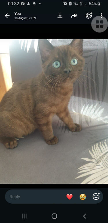 Bengal