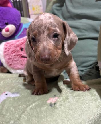 Beautiful Miniature Dachshund Puppies &mdash; 2 Boys, 2 Girls