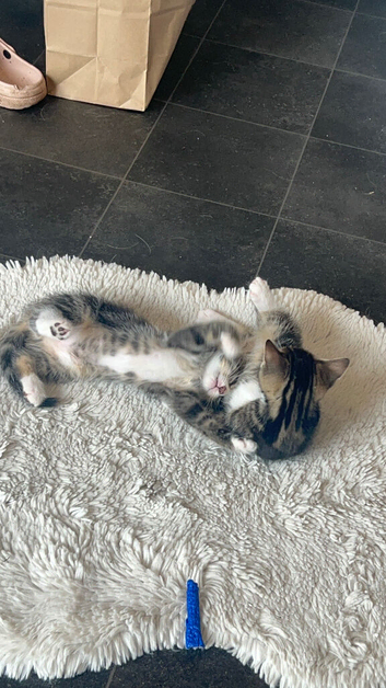 Gorgeous fluffy tabby and black and white kittens