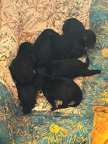 Bedlington Cross Puppies