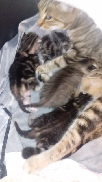 Bengal kittens