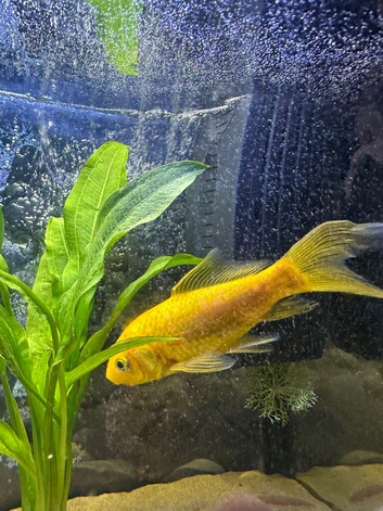 Gold fish
