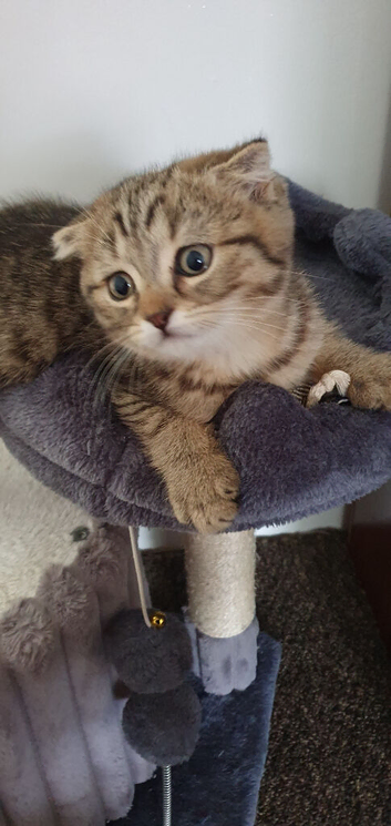 AVAILABLE NOW Pure breed Scottish fold tabby gold boy