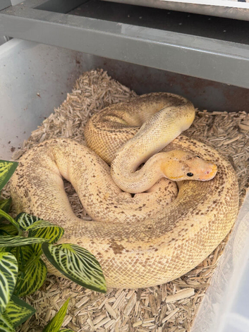 4 Healthy friendly Royal Ball Pythons