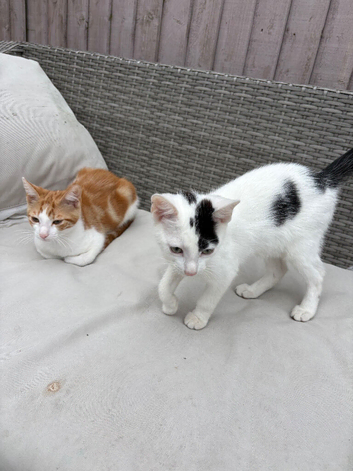 2 kittens left