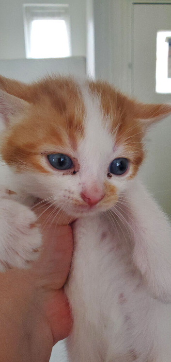 6 kittens for sale