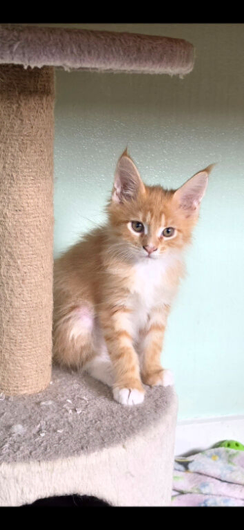 Female 100% maincoon kitten 12 weeks old