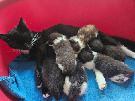 6 Beautiful kittens