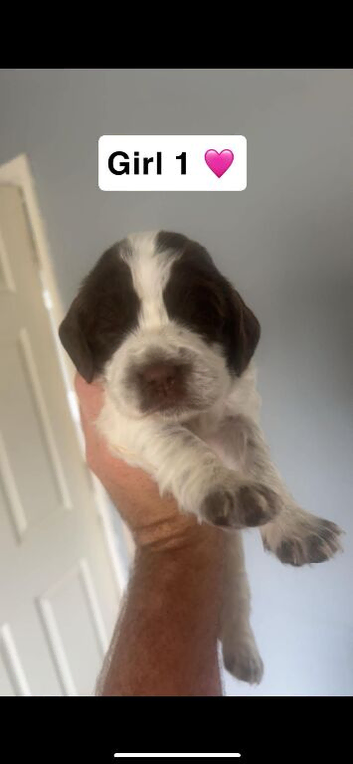 Sprocker puppies